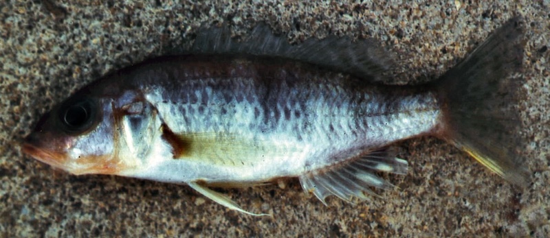 Sciaenochromis sp. 'deep water' South East Arm